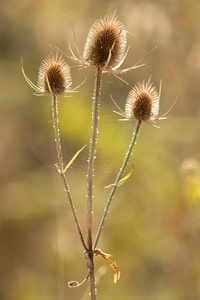 Herbstliche Distel