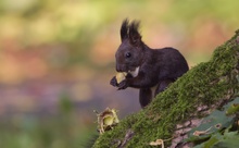 Herbstliches Eichhörnchen