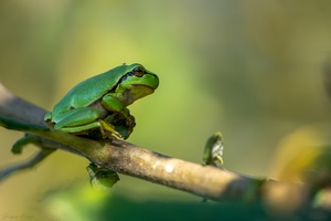 Da "laust" mich doch der Laubfrosch