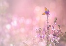 Heidewelt