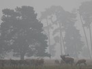 Nachbrunft - morgentlicher Nebel