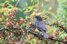 Amsel bei der Beerenernte