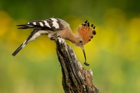 Hoopoe