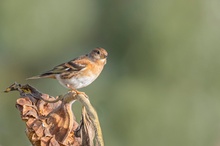 Bergfinken Weibchen