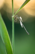 Kleine Binsenjungfer