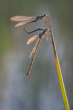 Paarungstag