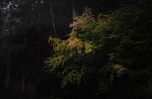Herbstmorgen im Wald