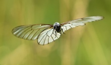 Baumweißling, Flugserie