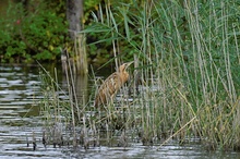 Rohrdommel