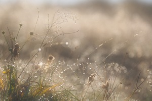 morgendliches Glitzern