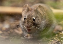 Feldmaus, glücklich