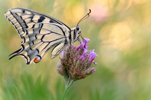 Papilio machaon