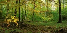 Herbstlicher Wald