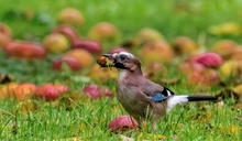 Auf der Streuobstwiese