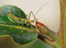 Nymphe der Renard-Zwergzikaden-Raubwanze (Zelus renardii) (2)