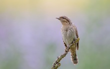 Wryneck