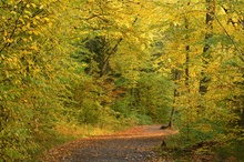 Weg um den Bärensee