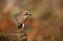 Eichelhäher (Garrulus glandarius)