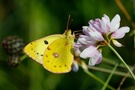 Colias Hyale/alfacariensis