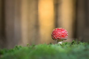 Ein Fliegenpilz