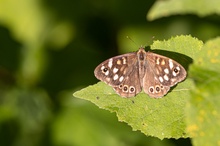 Waldbrettspiel