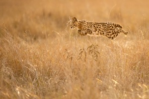 Lady Serval im Mäuselsprung