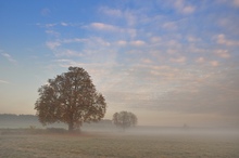 mein Freund der Baum