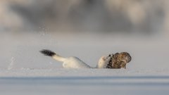 Goldzahns letzte Stunde...