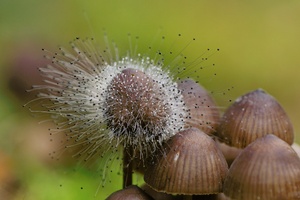 Pilz-Pilz