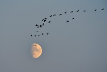 abendlicher Kranich Einflug am Bodden Richtung Werder Inseln