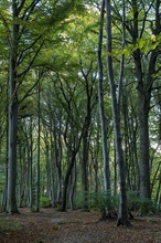 Buchenmischwald im Frühherbst