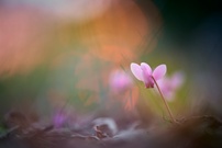 Alpenveilchen Toskana