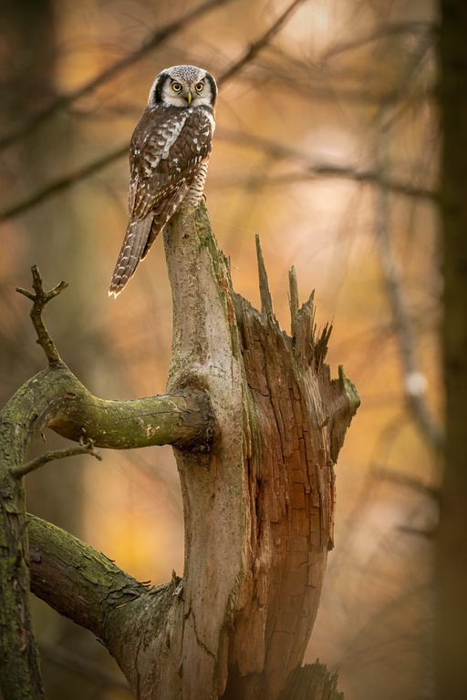 Sperbereule im Teutoburger Wald