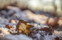 Laub im Schnee