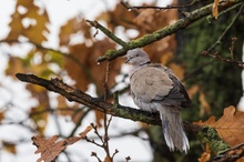 Heute bei uns ein Allerweltsvogel