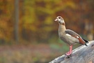 Nilgans