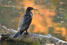 Kormoran