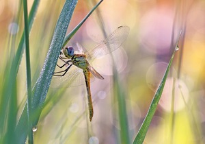 Libelle im Tau