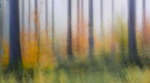 Im Herbst der Wald mit seiner Pracht
