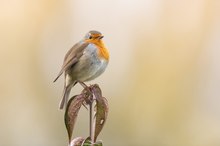 Herbst-Robin