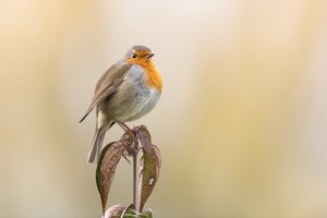 Herbst-Robin