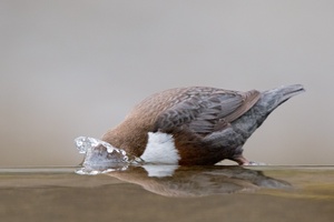 ~Köpfchen in das Wasser - Schwänzchen in die Höh~