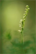 Tief im Wald