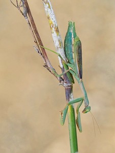 Mantis 'Iris oratoria' (2)