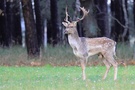 Damwildschaufler am Waldesrand