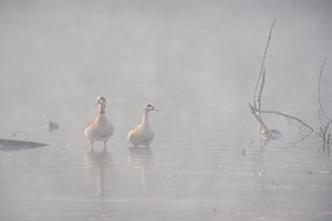 Nilgänse im Nebel