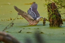 Junger Nachtreiher bei der erfolgreichen Jagd