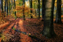 Der Zauber des Herbstwaldes