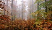 Herbstlicher Wald