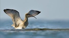 DER GROßE BRACHVOGEL Landeanflug